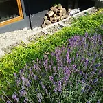 Orchidee 住宿加早餐酒店