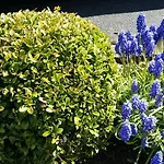 Orchidee Panzió