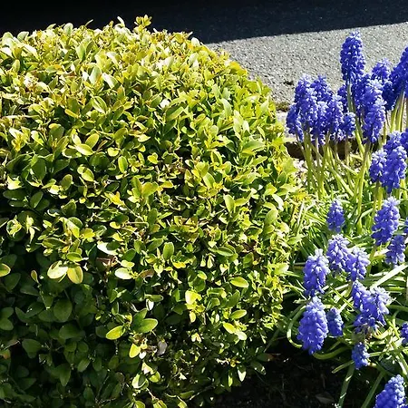 Orchidee Altenau Bed and breakfast
