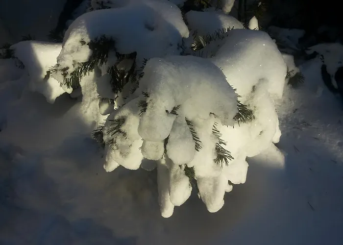 Orchidee 3* Altenau (Lower-Saxony)